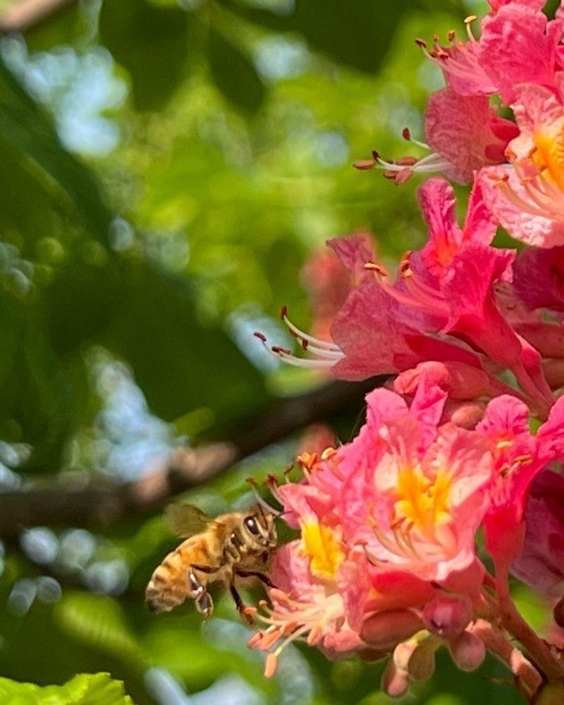 The Hum of Bees