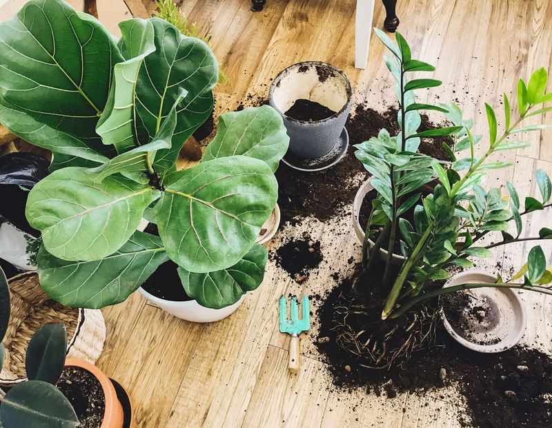 The Magic of Repotting