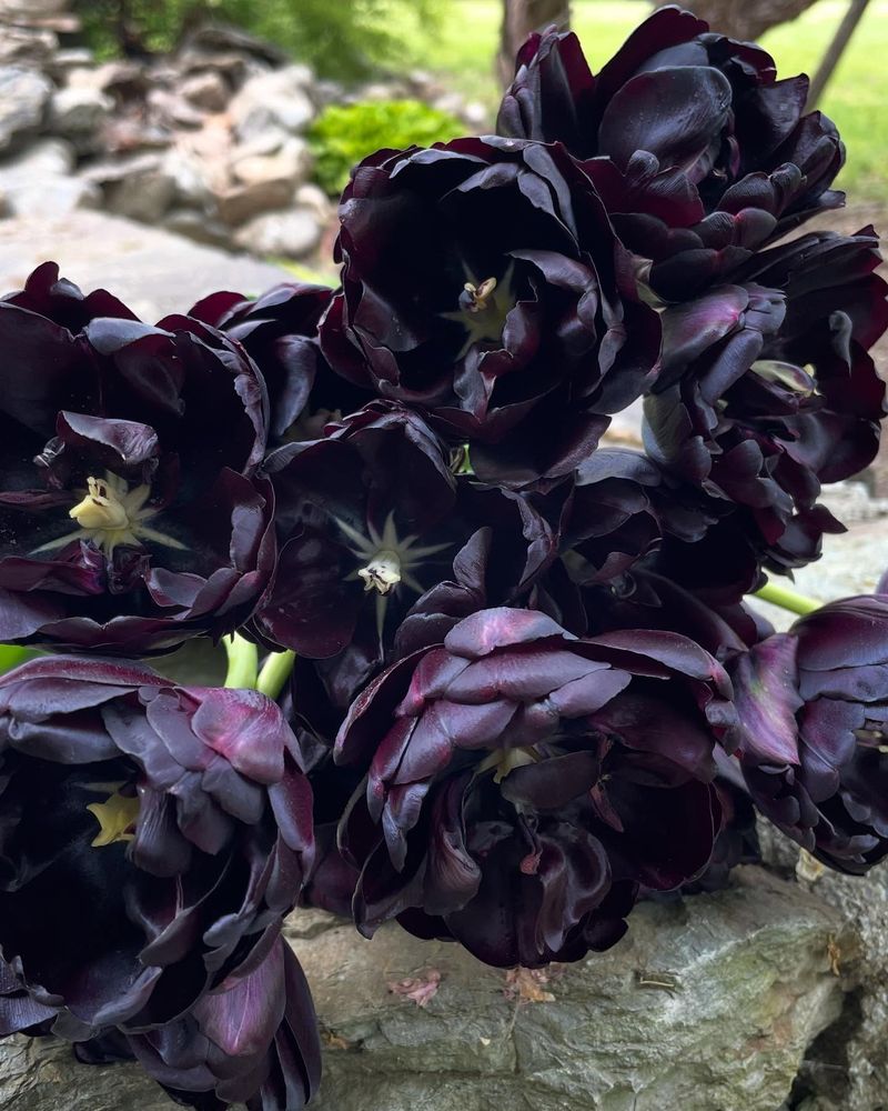 The Mystery of Black Tulips