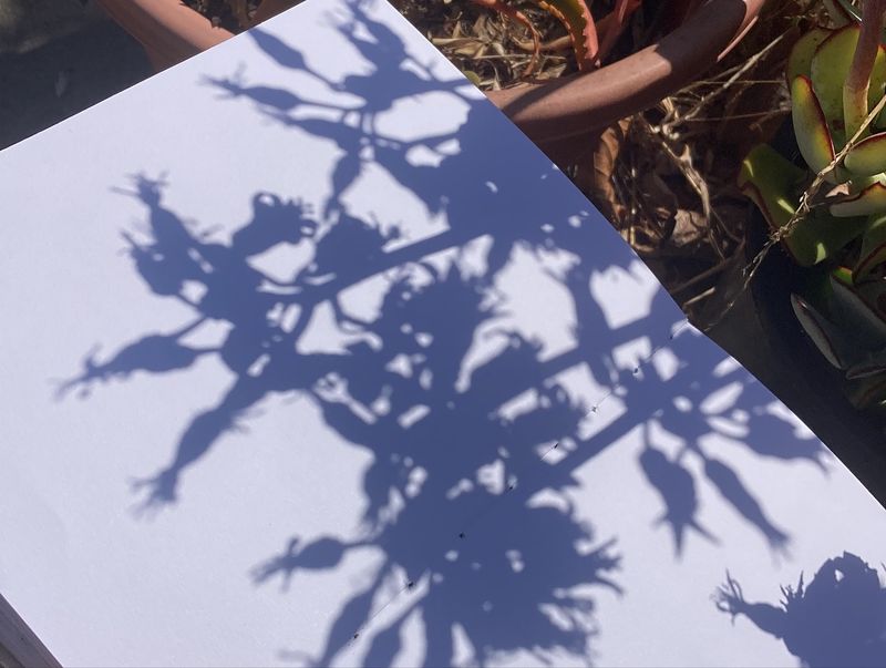 The Play of Shadows on the Ground