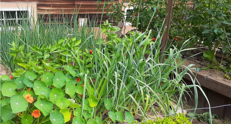 The Power of Plant Rotation