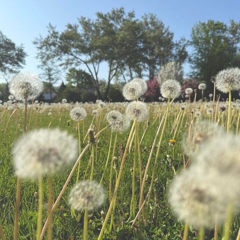 The Resilient Bloom of Dandelions