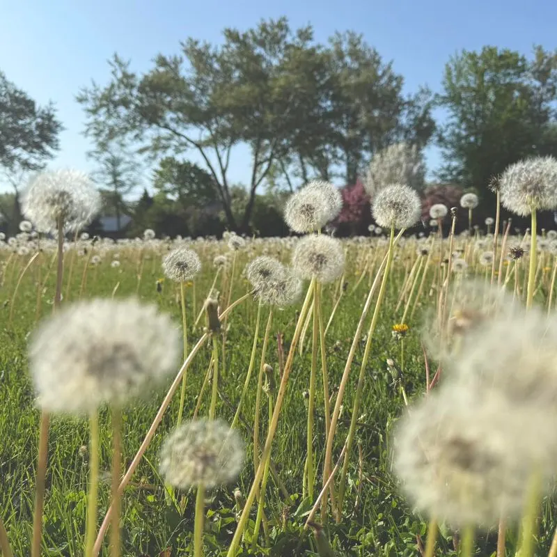 The Resilient Bloom of Dandelions