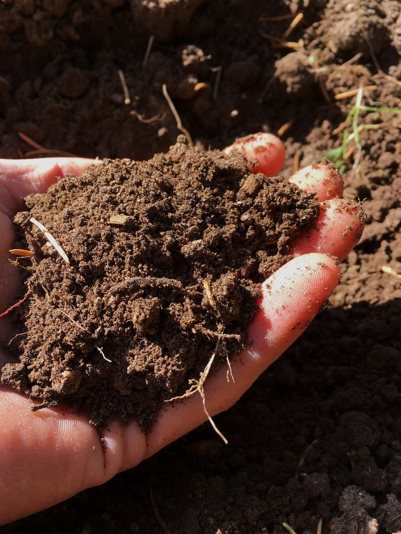 The Rhizosphere: Root Relationships