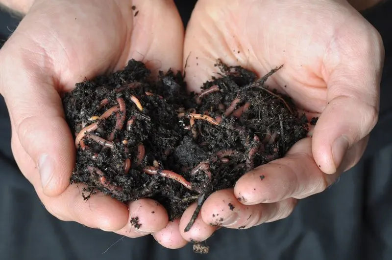 The Role of Earthworms