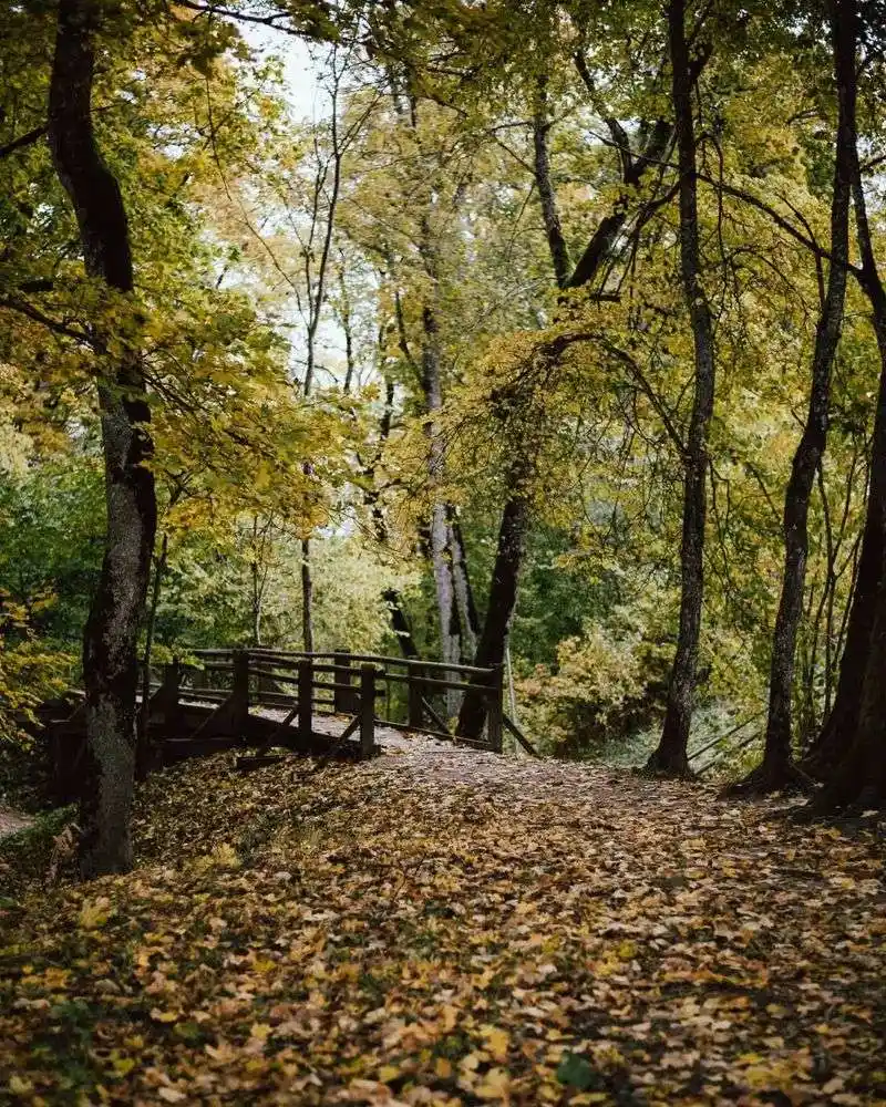 The Rustle of Leaves