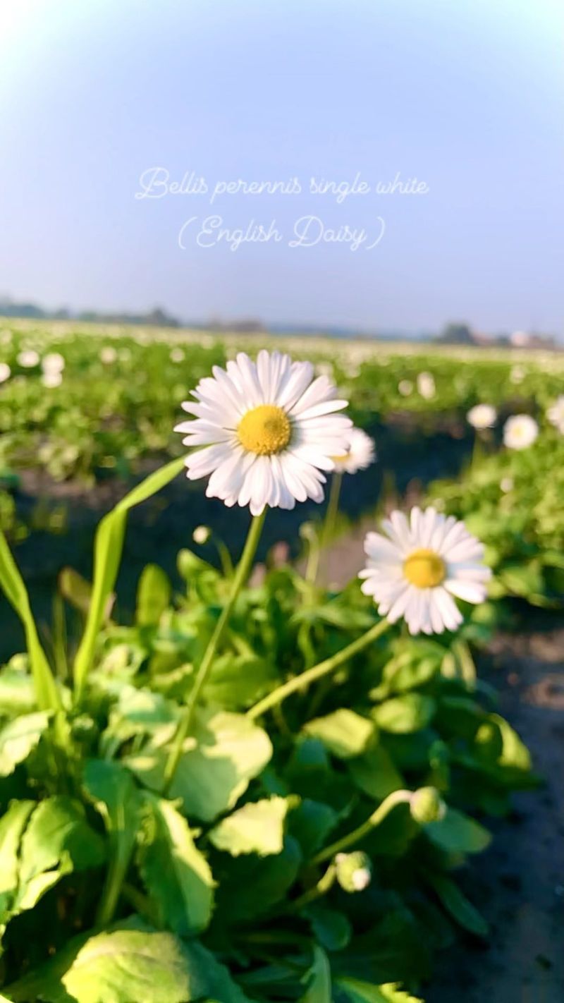 The Science of Daisy Growth
