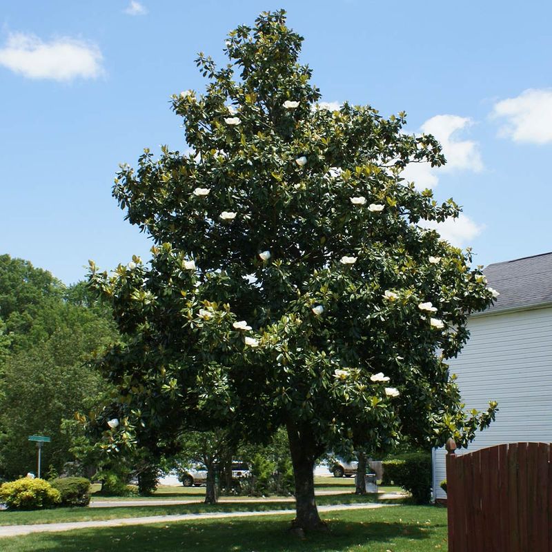 The Southern Magnolia Tree