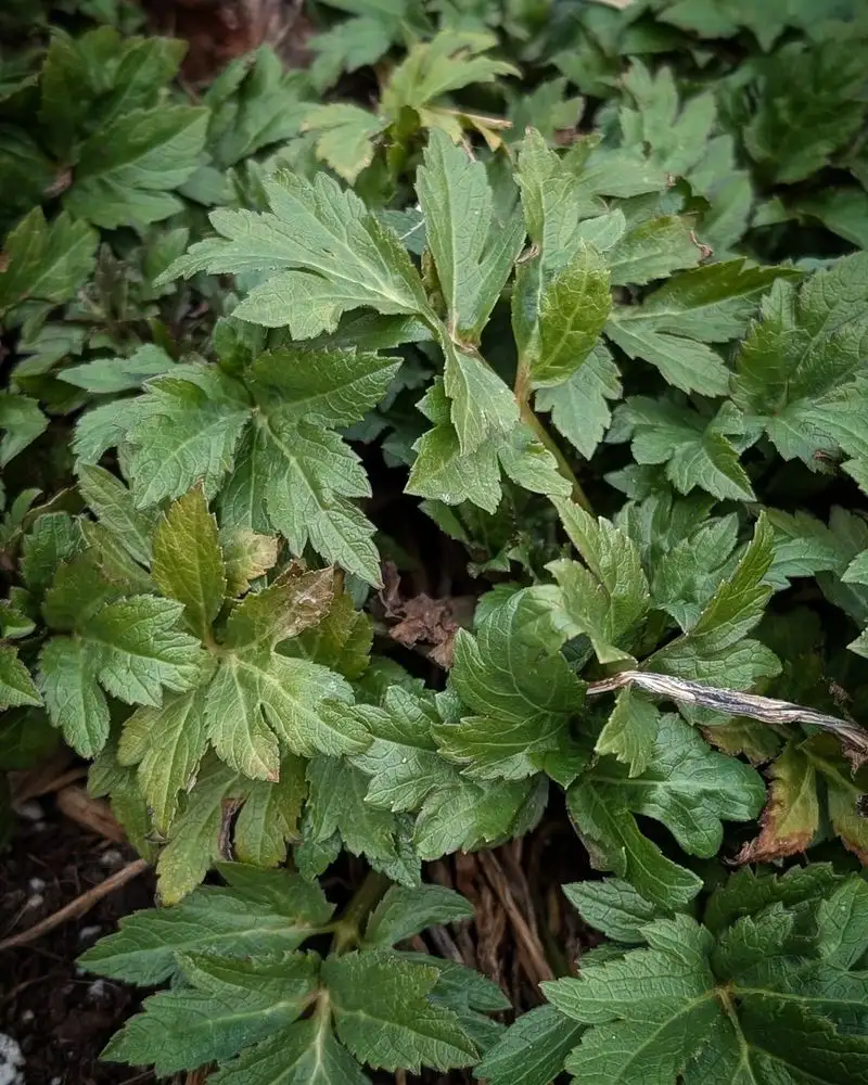 The Story in Leaf Edges