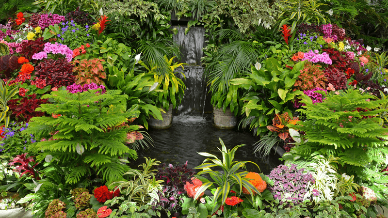 The Tropical Garden