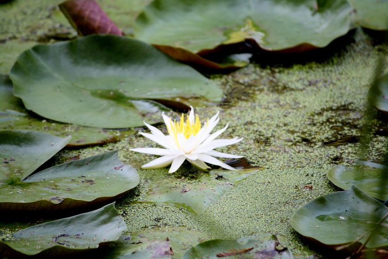 The Waterlily Garden