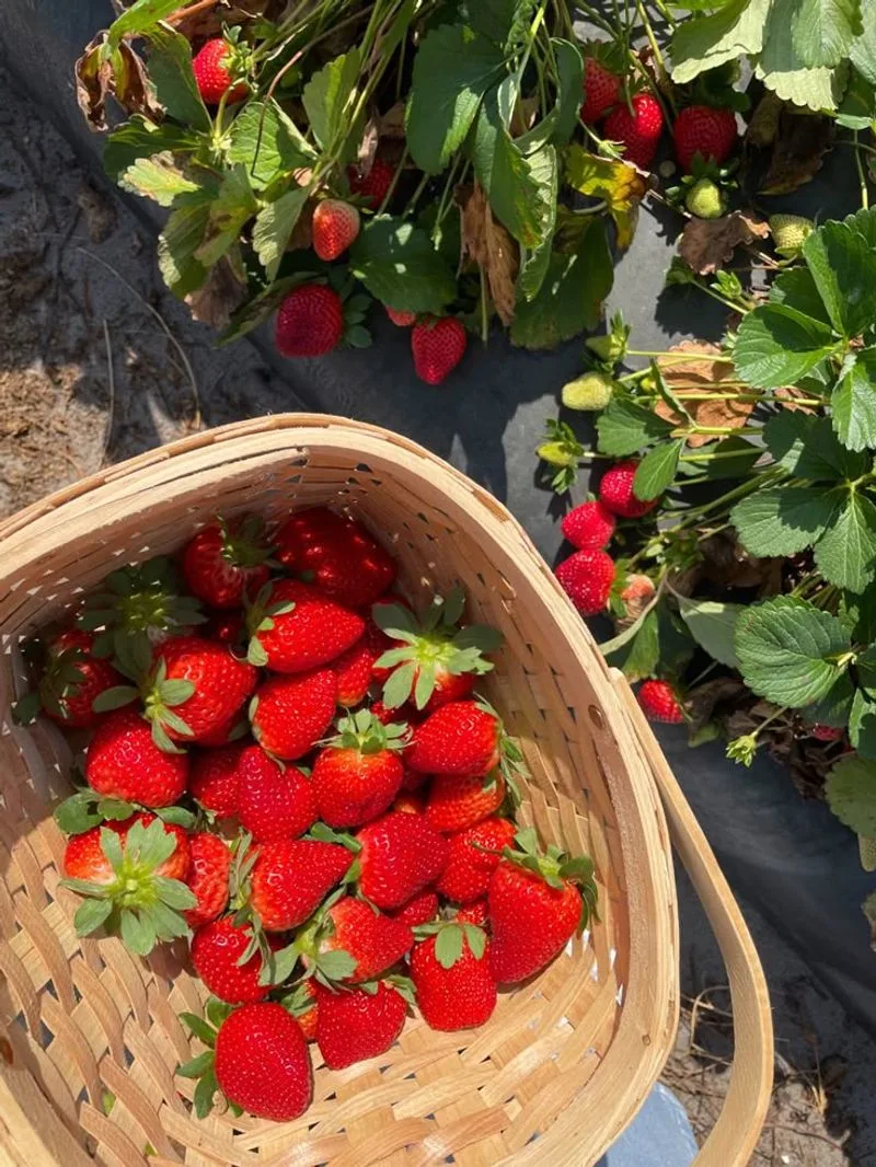 There Are Over 600 Varieties of Strawberries
