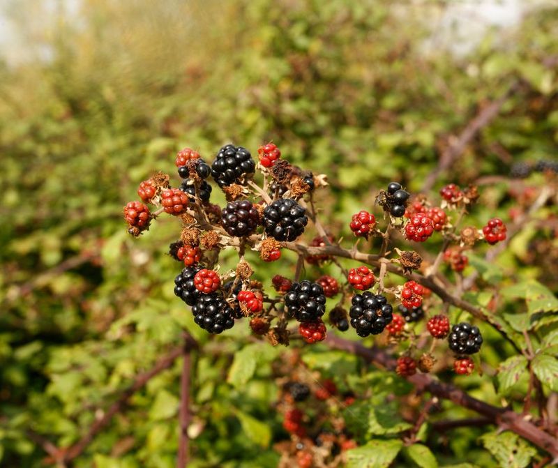 Thorny Brambles