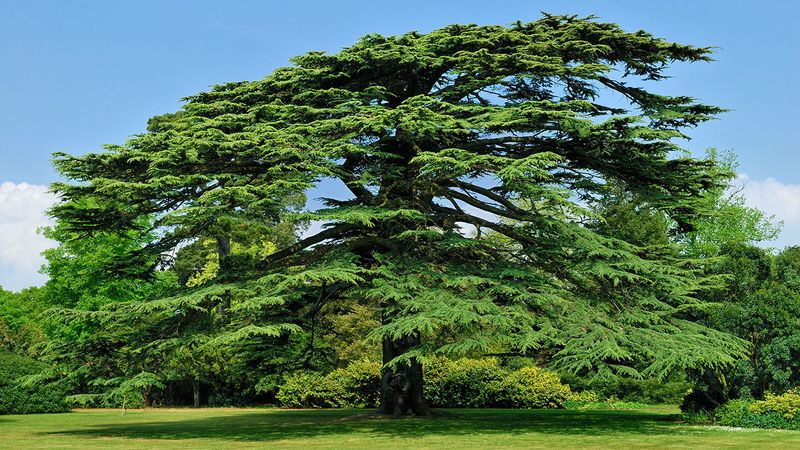Cedar of Lebanon