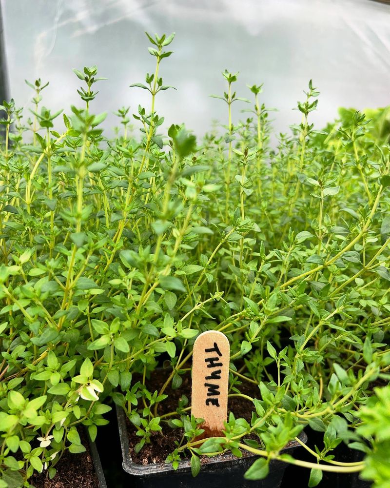 Thyme
