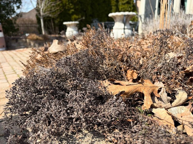 Thyme