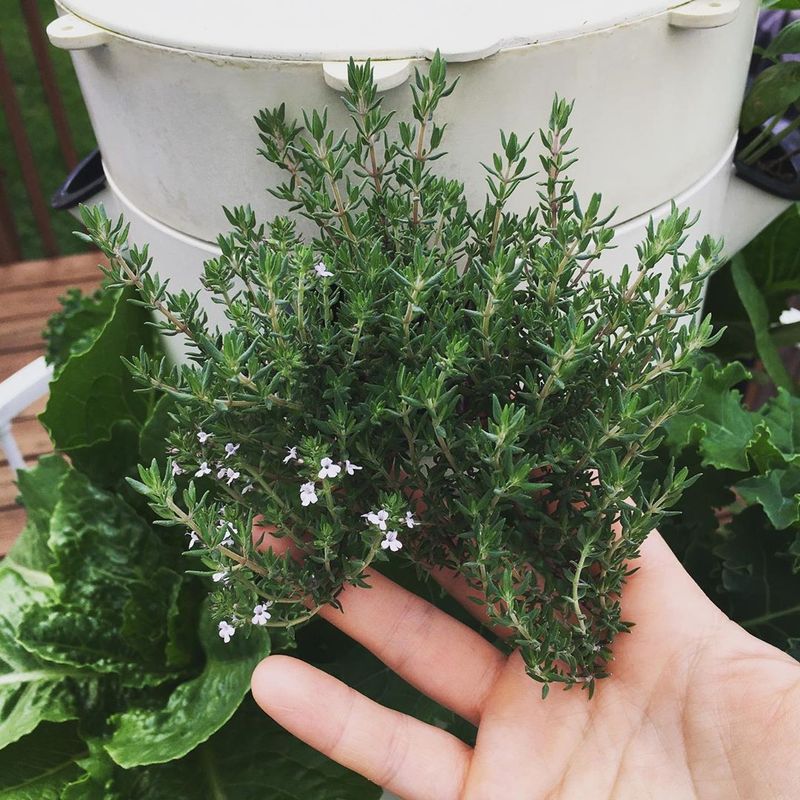 Thyme