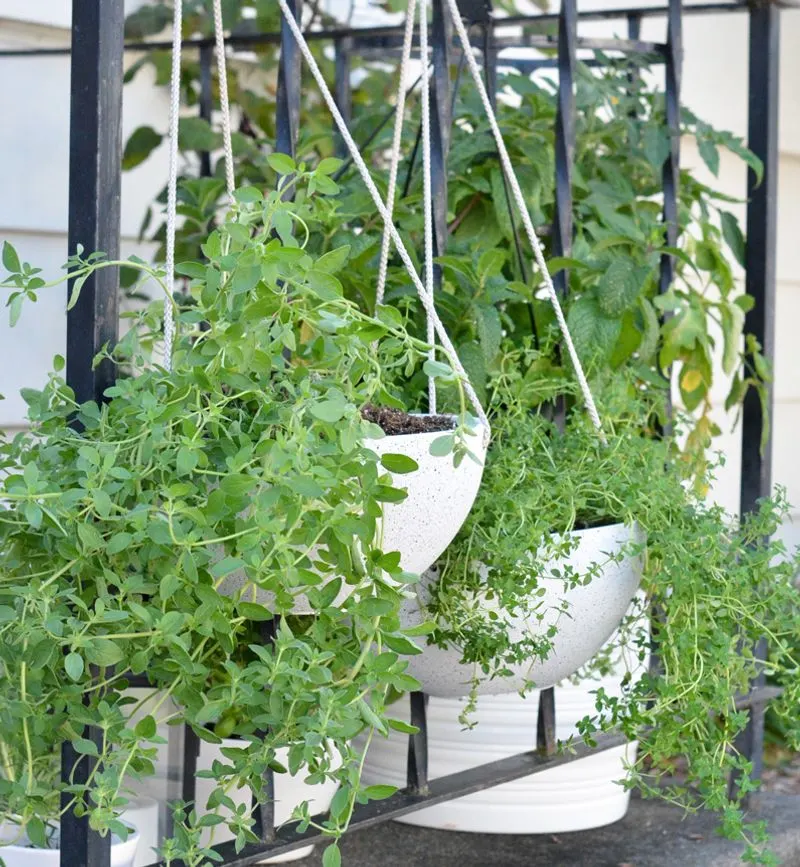 Oregano