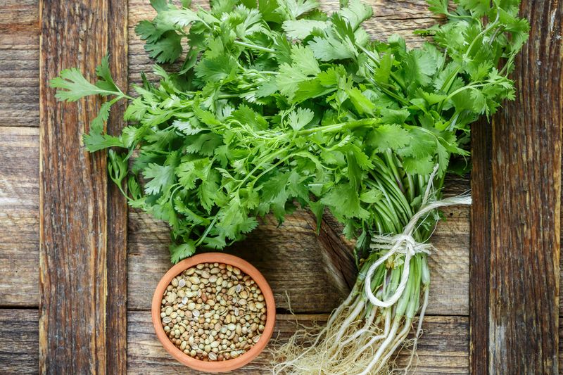Cilantro