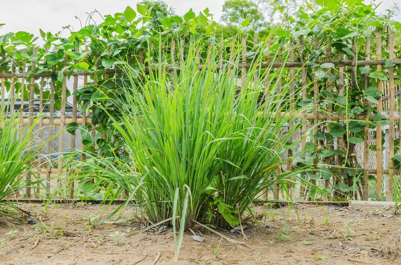 Lemongrass