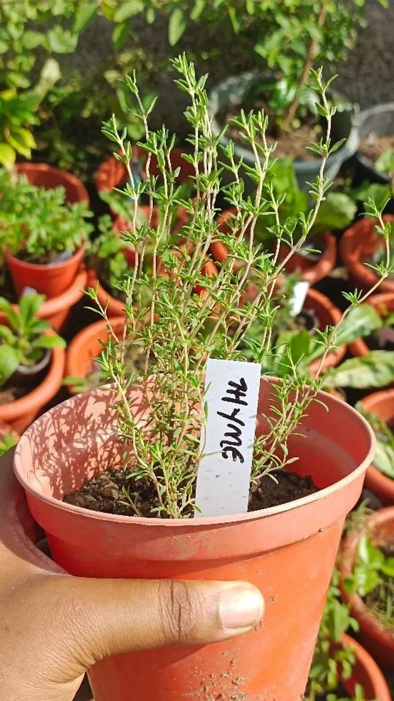 Thyme