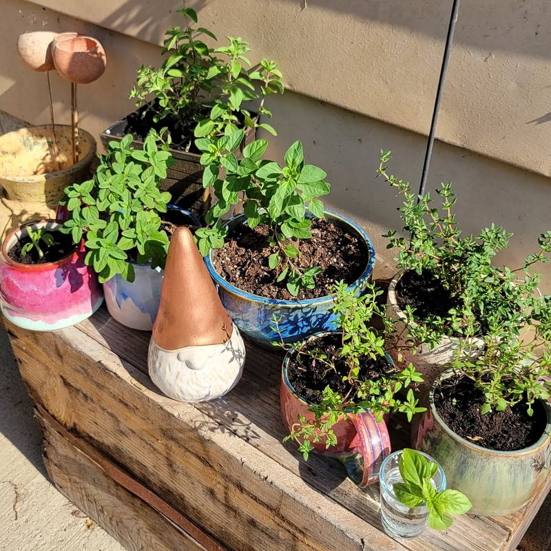 Thyme