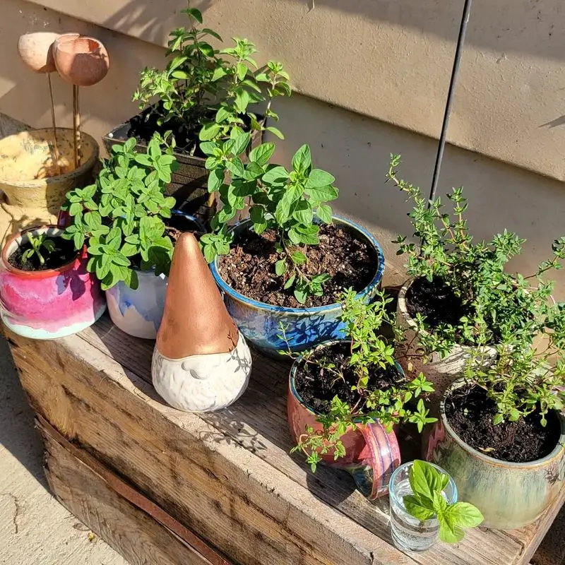 Thyme