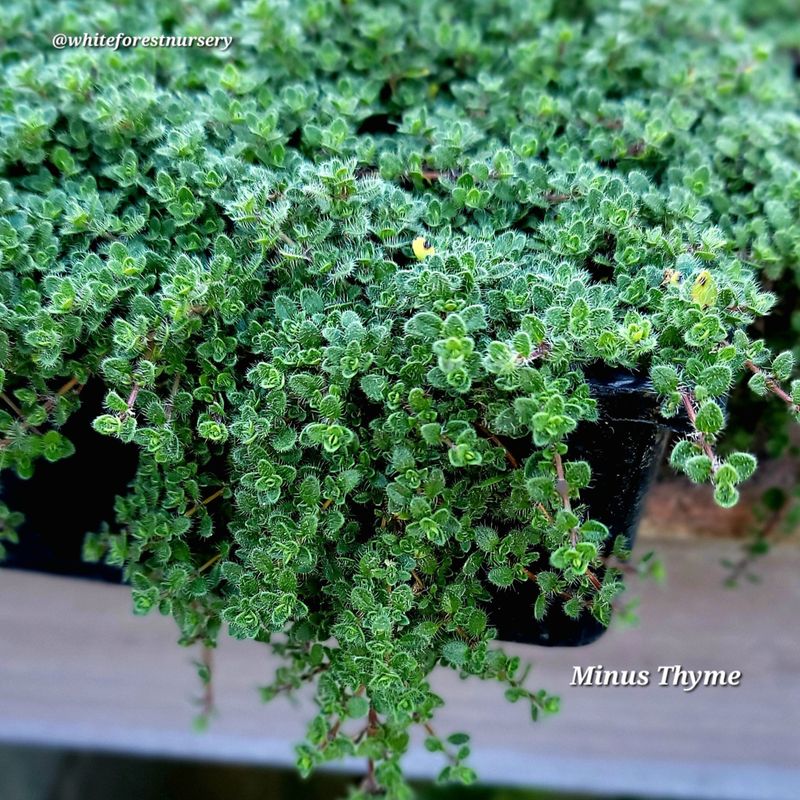 Thyme
