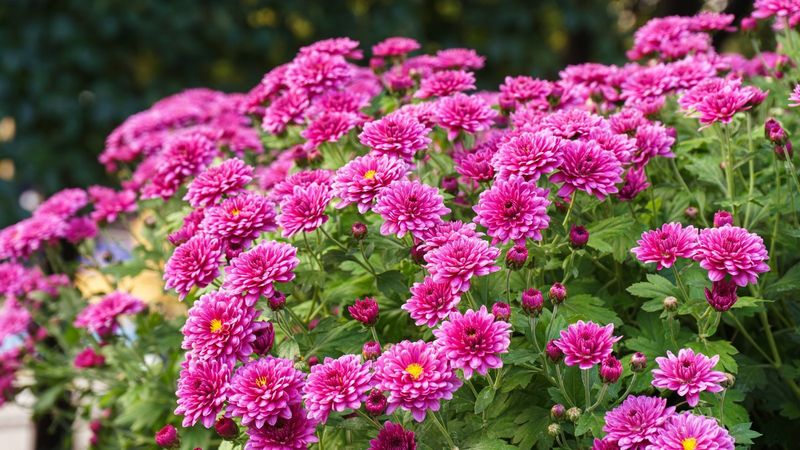Chrysanthemums
