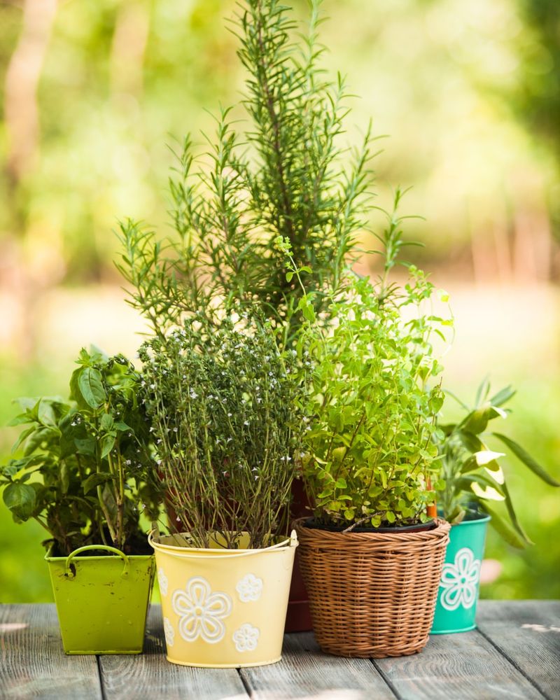 Thyme