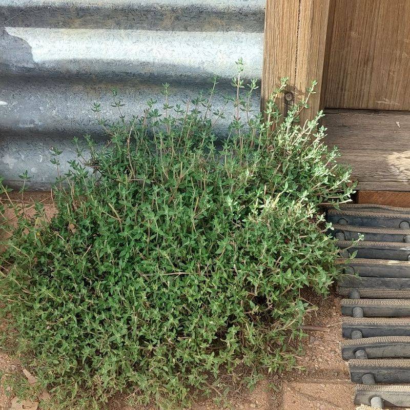 Thyme