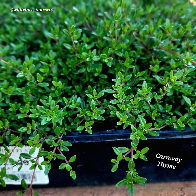 Thyme