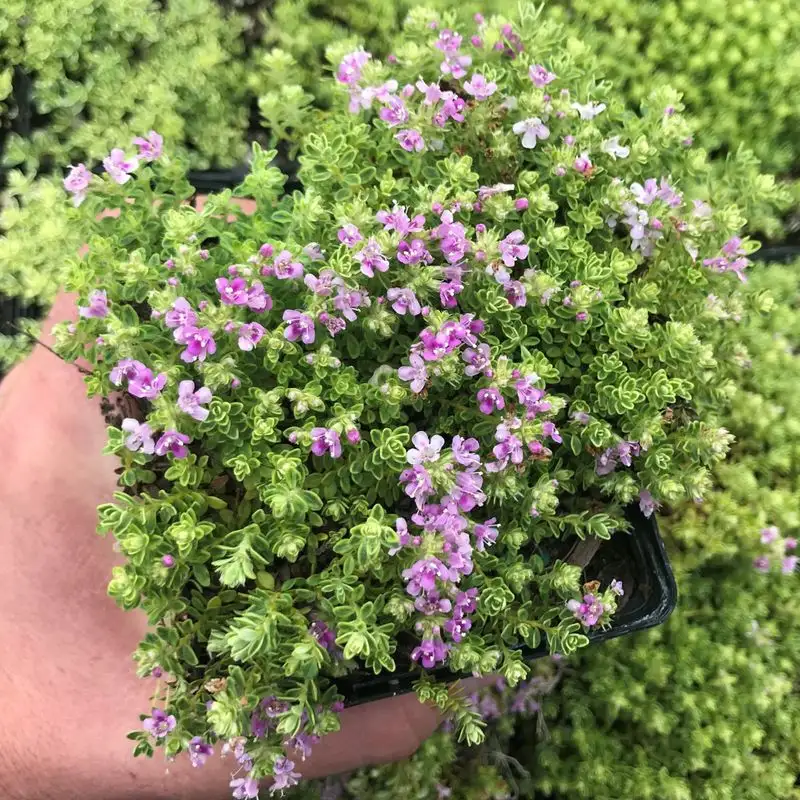 Thyme