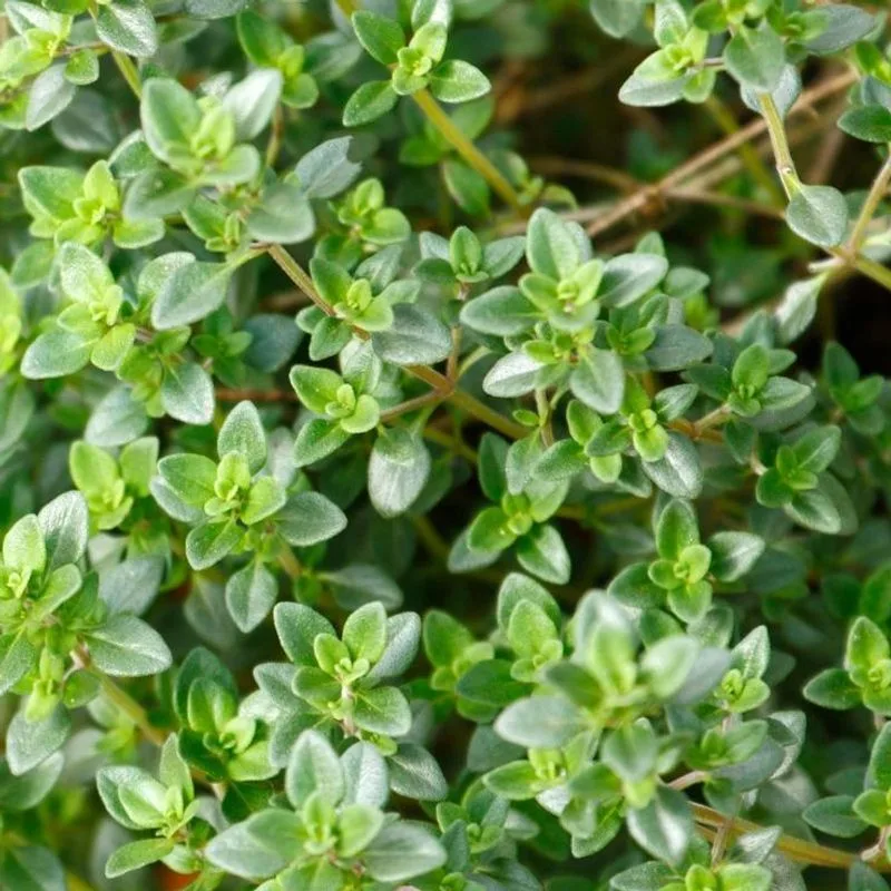 Thyme