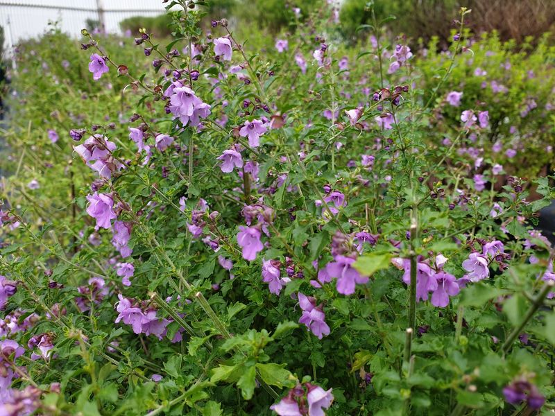 Thyme