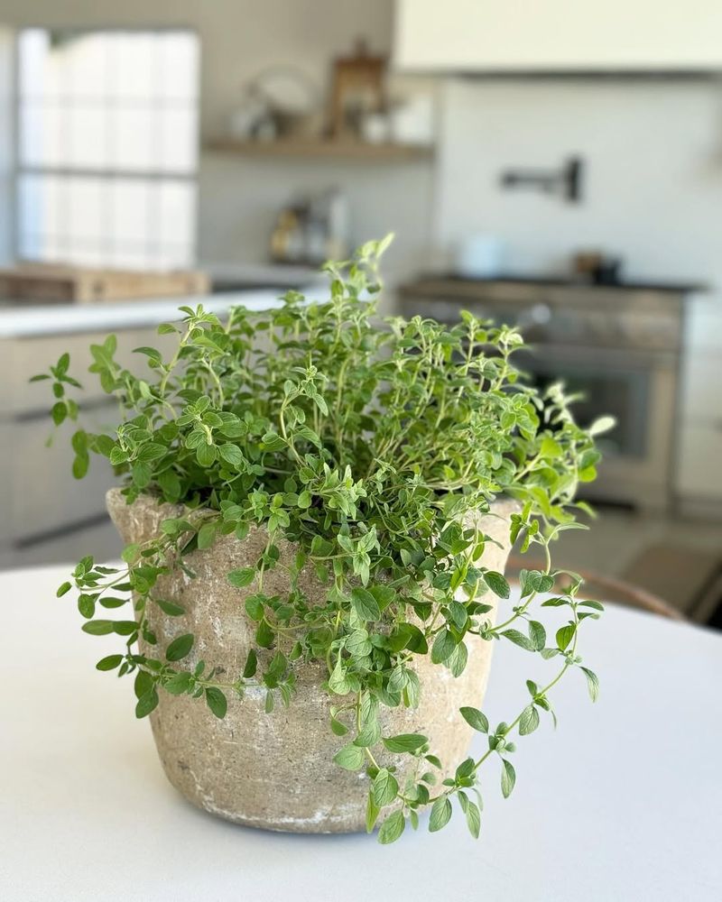 Thyme
