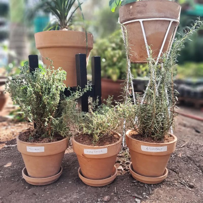 Thyme