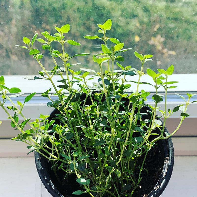 Thyme
