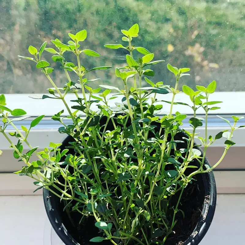 Thyme