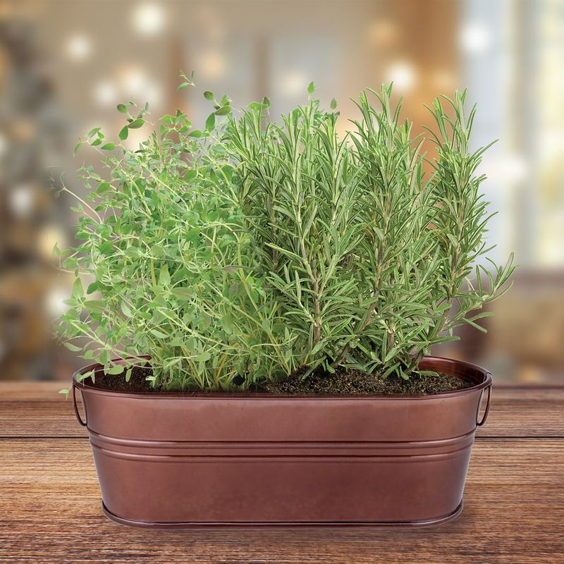 Thyme