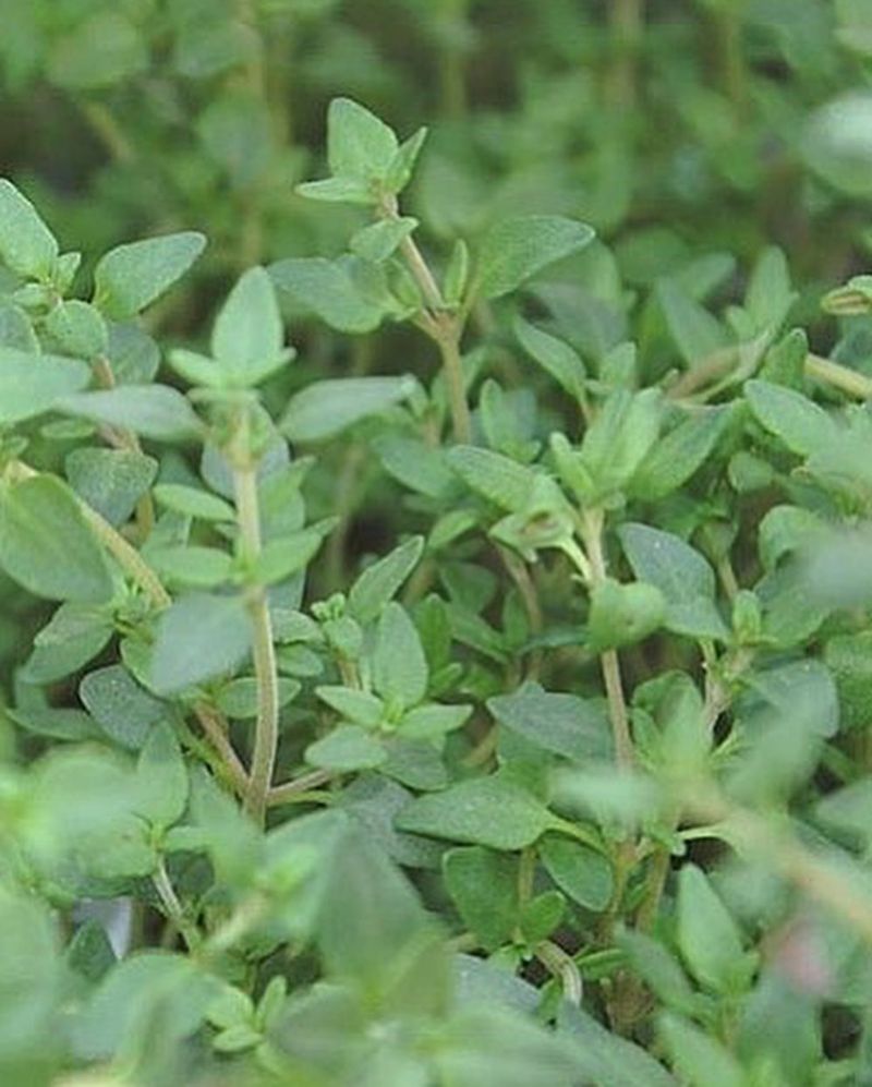 Thyme (Doesn't thrive in rain)
