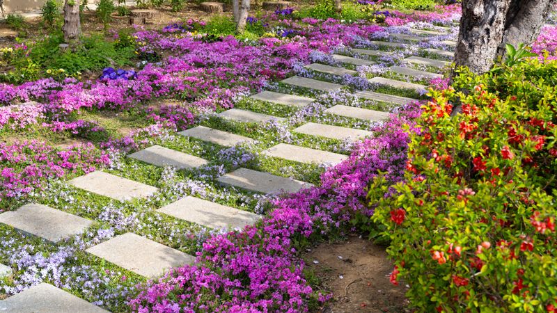 Thyme Lawn