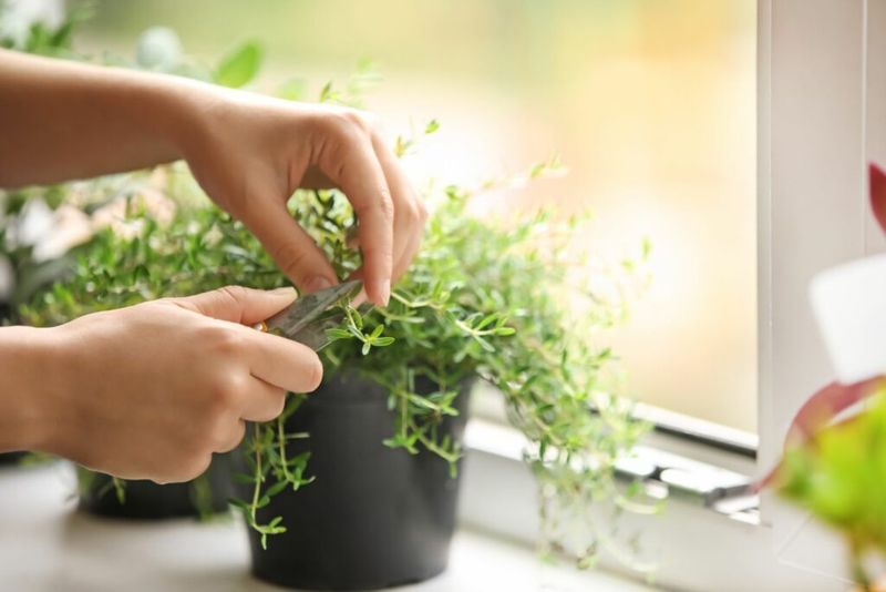 Thyme Treasure