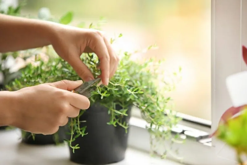 Thyme Treasure