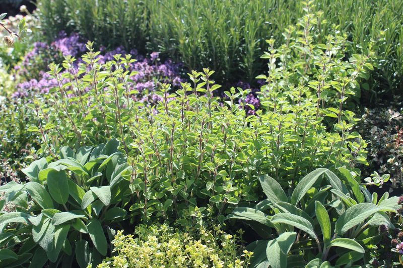 Thyme and Sage