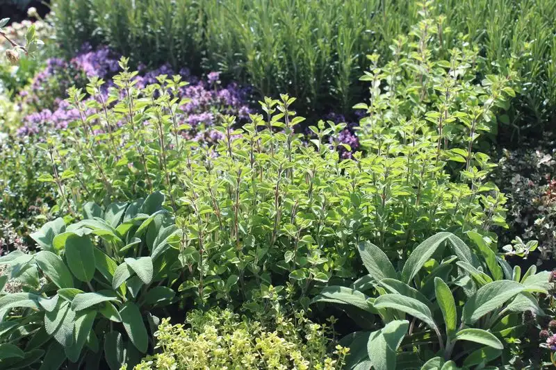 Thyme and Sage