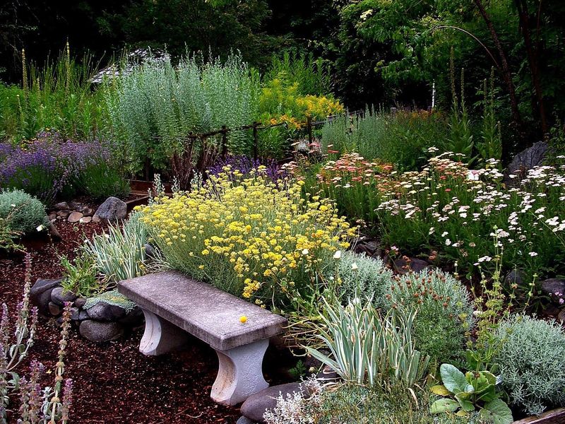 Thyme