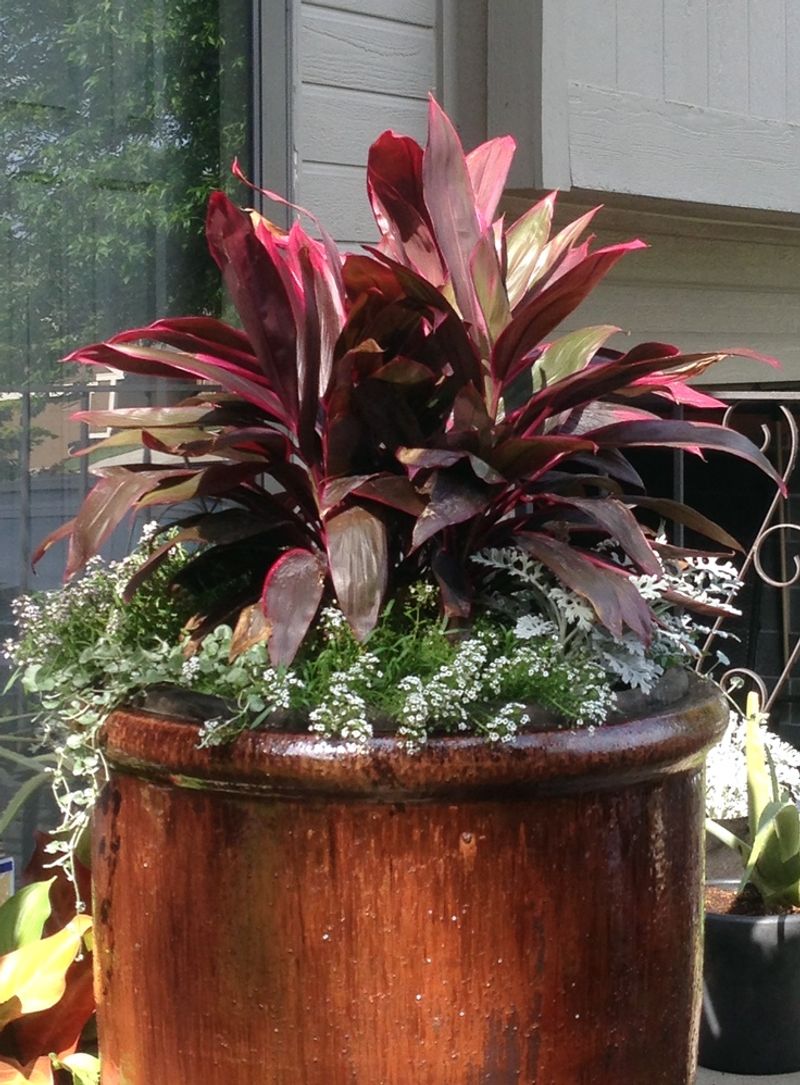 Ti Plant