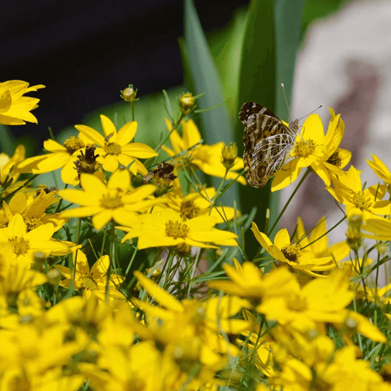 Tickseed (Coreopsis)