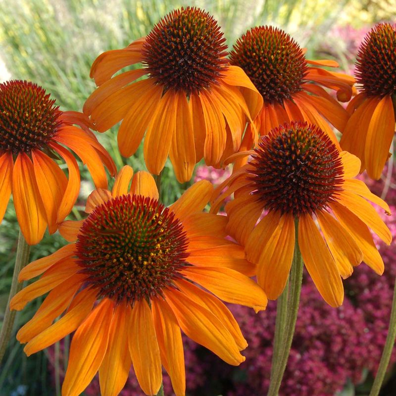 Tiki Torch Coneflower
